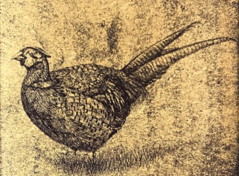 pheasant